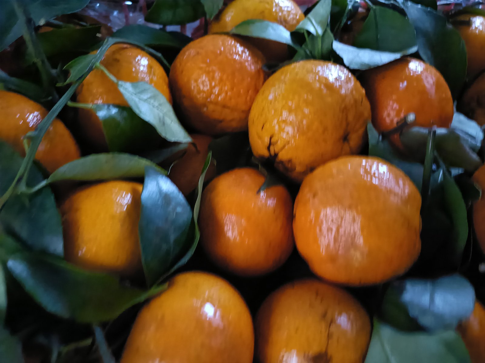 Jeruk 1 kg