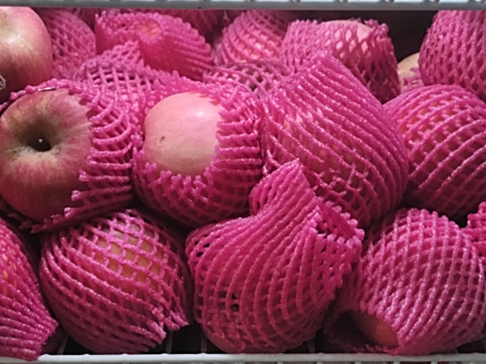 Apel Fuji CHN 1 Kg